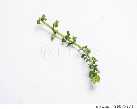 穂紫蘇 89975873