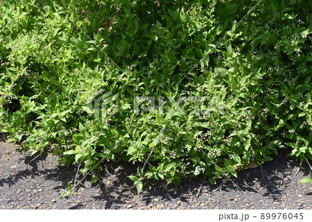 姫ウツギのツボミと花 姫ウツギのツボミと花 89976045