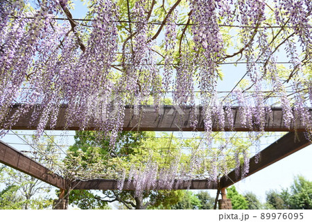 公園の藤棚 公園の藤棚 89976095