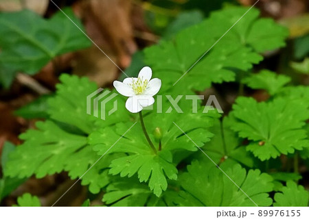 ニリンソウ 89976155