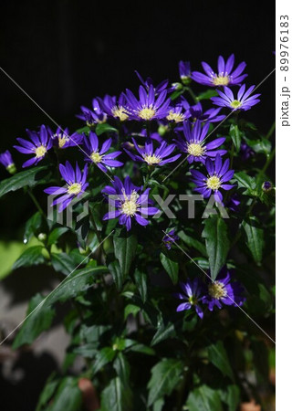ミヤコワスレの花 ミヤコワスレの花 89976183