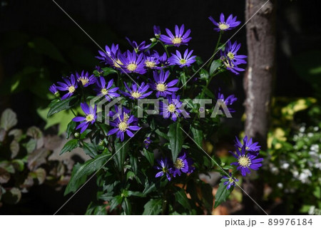 ミヤコワスレの花 ミヤコワスレの花 89976184
