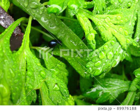 雨上がり リフレッシュして、さあ行きましょう❗️ 雨上がり リフレッシュして、さあ行きましょう❗️ 89976188