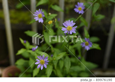 ミヤコワスレの花 ミヤコワスレの花 89976190