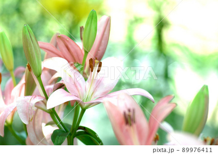 いつか見たユリ畑 89976411