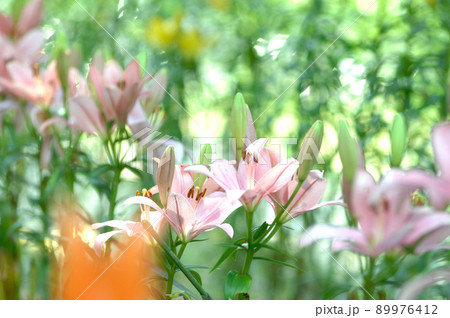 いつか見たユリ畑 89976412