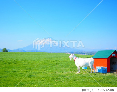 北海道の絶景 羊蹄山と赤いヤギ小屋 北海道の絶景 羊蹄山と赤いヤギ小屋 89976500