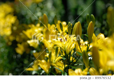 いつか見た百合の花 89976532