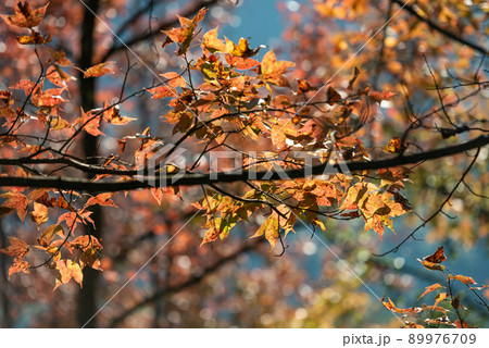 Maple trees in Ban Viet Lake, Cao Bang, Vietnam 89976709