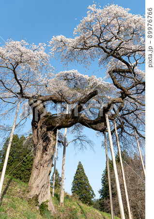 外大野のしだれ桜 春の風景 外大野のしだれ桜 春の風景 89976766