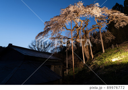 外大野のしだれ桜 ライトアップ 春の風景 外大野のしだれ桜 ライトアップ 春の風景 89976772