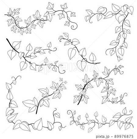 Simplicity ivy freehand drawing flat design collection. Simplicity ivy freehand drawing flat design collection. 89976875