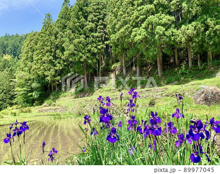 五月晴れの青空と新緑が映える田植え直後の水田に咲くアヤメ［四谷千枚田/愛知県新城市］ 89977045
