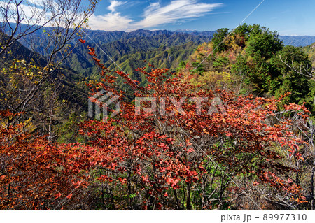 両神山・八丁尾根の紅葉の登山道 両神山・八丁尾根の紅葉の登山道 89977310