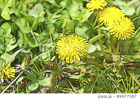 パステル調　”タンポポ”　イラストイメージ 89977587