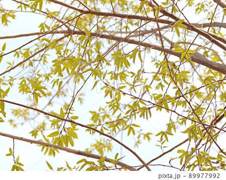 新緑のアベマキ 89977992