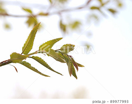 新緑のアベマキ 89977993