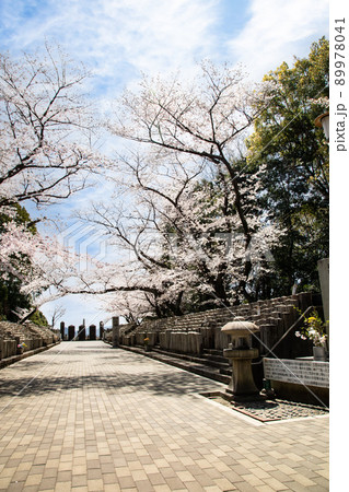 桜名所の比治山公園にある旧陸軍墓地です。西南戦争から2次大戦前までの戦没者を弔っています。広島県 桜名所の比治山公園にある旧陸軍墓地です。西南戦争から2次大戦前までの戦没者を弔っています。広島県 89978041