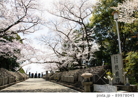 桜名所の比治山公園にある旧陸軍墓地です。西南戦争から2次大戦前までの戦没者を弔っています。広島県 89978045