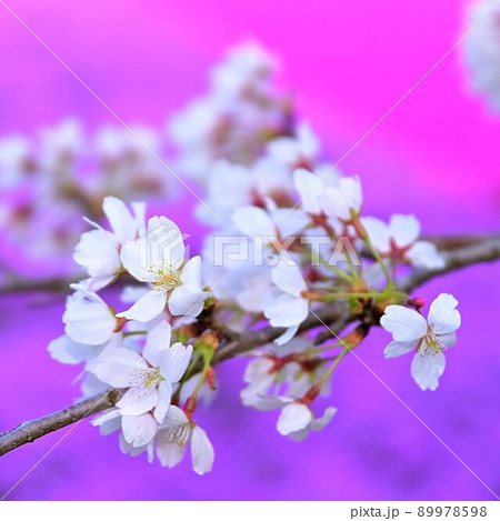 桜 89978598