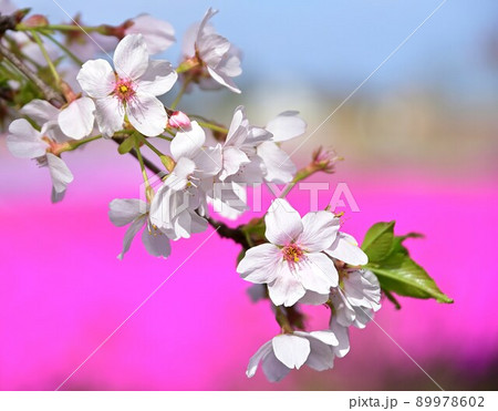 桜 桜 89978602