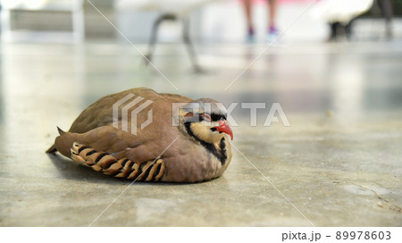 寝ているイワシャコ 寝ているイワシャコ 89978603