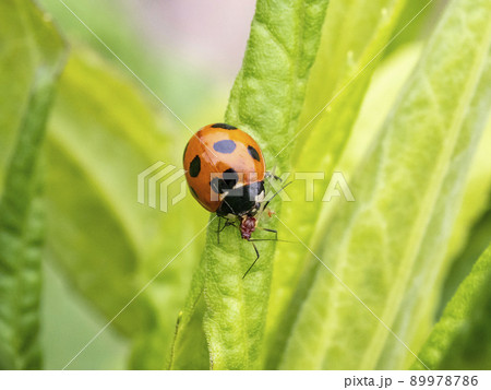 セイタカアワダチソウヒゲナガアブラムシを捕食しているナナホシテントウ 89978786