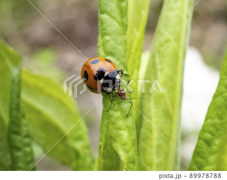 セイタカアワダチソウヒゲナガアブラムシを捕食しているナナホシテントウ 89978788