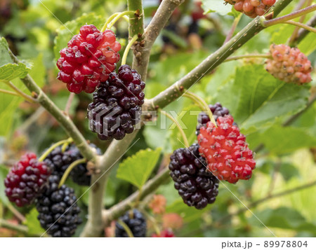 ヤマグワの実 ヤマグワの実 89978804