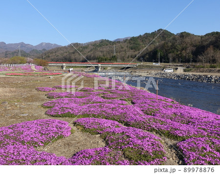 芝桜 シバザクラ しばざくら 立谷川 芝桜 シバザクラ しばざくら 立谷川 89978876