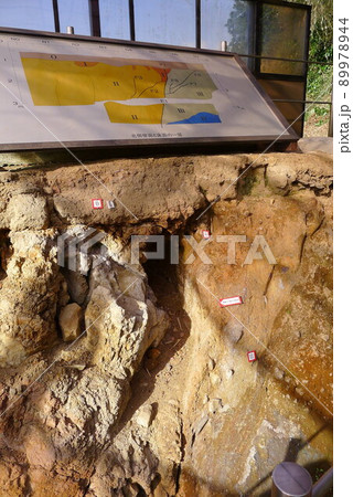 丹那断層公園 国の天然記念物・丹那断層 丹那断層公園 国の天然記念物・丹那断層 89978944