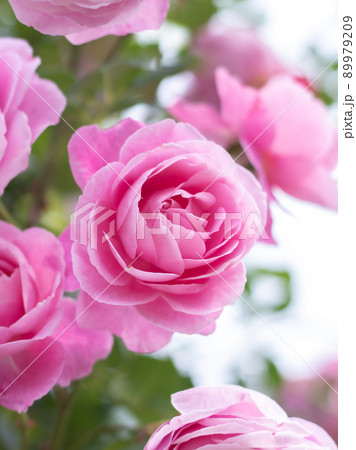 ガーデンに咲く薔薇 ガーデンに咲く薔薇 89979209