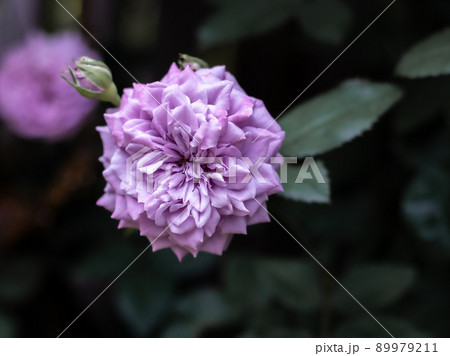 ガーデンに咲く薔薇 ガーデンに咲く薔薇 89979211