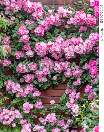 ガーデンに咲く薔薇 ガーデンに咲く薔薇 89979214
