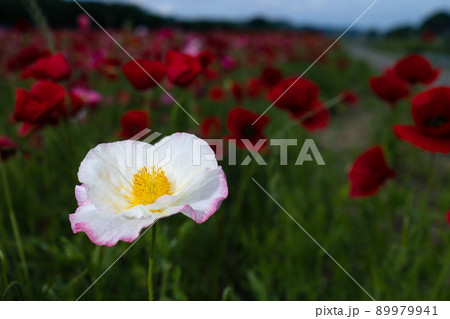 ポピーの花 89979941