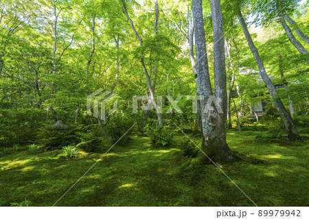 京都　祇王寺　苔庭（2022年　新緑の季節） 89979942