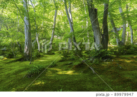 京都 祇王寺 苔庭(2022年 新緑の季節) 京都 祇王寺 苔庭(2022年 新緑の季節) 89979947