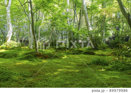 油絵原画 京都の苔庭（祇王寺）サイズM10 写実画 油絵原画 京都の苔庭（祇王寺）サイズM10 写実画