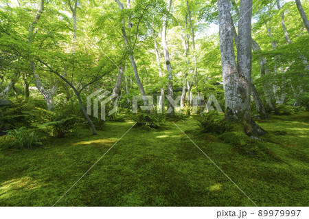 京都 祇王寺 苔庭(2022年 新緑の季節) 京都 祇王寺 苔庭(2022年 新緑の季節) 89979997