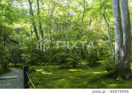 京都 祇王寺 苔庭(2022年 新緑の季節) 京都 祇王寺 苔庭(2022年 新緑の季節) 89979998