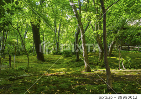 京都　祇王寺　苔庭（2022年　新緑の季節） 89980012
