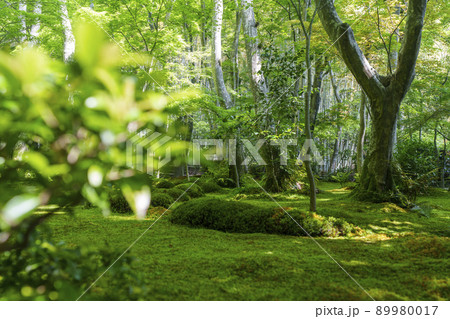 京都　祇王寺　苔庭（2022年　新緑の季節） 89980017