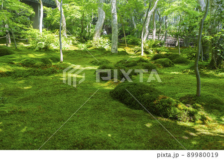 京都　祇王寺　苔庭（2022年　新緑の季節） 89980019