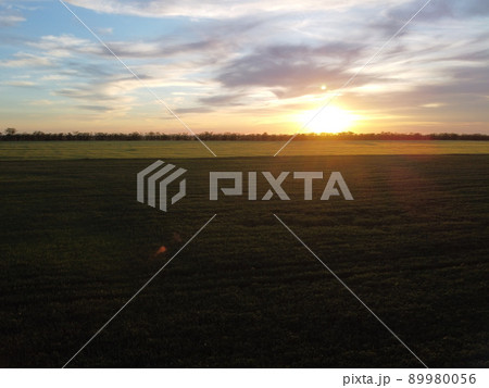 Aerial view on green wheat field in countryside. Field of wheat blowing in the wind on sunset. Young and green Spikelets. Ears of barley crop in nature. Agronomy, industry and food production. Aerial view on green wheat field in countryside. Field of wheat blowing in the wind on sunset. Young and green Spikelets. Ears of barley crop in nature. Agronomy, industry and food production. 89980056