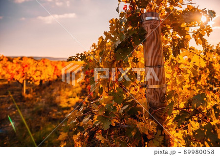 Bright autumn red orange yellow grapevine leaves at vineyard in warm sunset sunlight. Beautiful clusters of ripening grapes. Winemaking and organic fruit gardening. Close up. Selective focus. Bright autumn red orange yellow grapevine leaves at vineyard in warm sunset sunlight. Beautiful clusters of ripening grapes. Winemaking and organic fruit gardening. Close up. Selective focus. 89980058