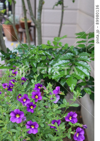 玄関回りのシマトネリコとカリブラコア 玄関回りのシマトネリコとカリブラコア 89980136