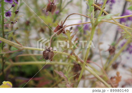 ネモフィラの種 89980140