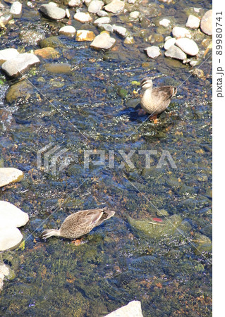 浅い川で採餌中の、2羽の「カルガモ」 浅い川で採餌中の、2羽の「カルガモ」 89980741