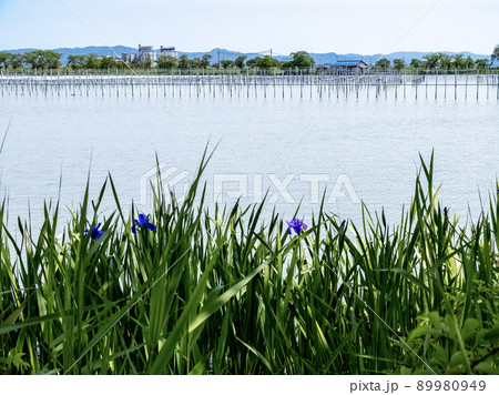 春の湖畔を散策　滋賀県草津市平湖 89980949