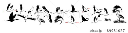 A set of flying storks. Vector illustration A set of flying storks. Vector illustration 89981027